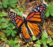 monarch butterfly